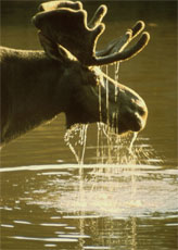 This image is the work of an U.S. Fish and Wildlife Service employee, taken or made during the course of an employee's official duties. As a work of the U.S. federal government, the image is in the public domain. For more information, see the Fish and Wildlife Service copyright policy.
