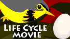 life cycle movie